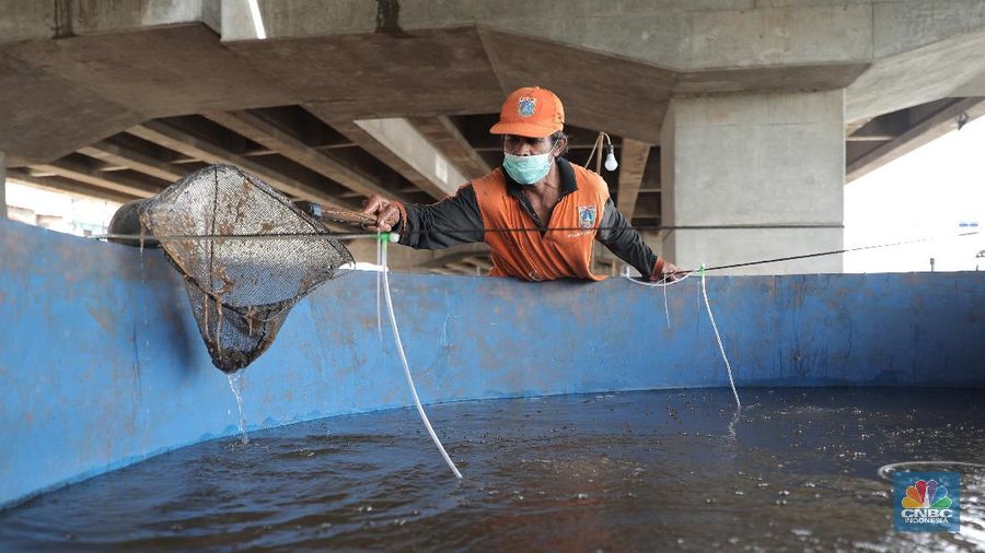 Harun petugas PPSU mengecek lele yang di budidayakan di Kolong Tol Becakayu, Jakarta Timur, Selasa, 2 Februari 2020. Memanfaatkan lahan kosong di kolong Tol Becakayu Harun bersama warga kelurahan Cipinang Melayu membuat sejumlah kolam dengan bak yang berisi 70 kg lele. Harun bersama warga rutin memberikan pakan  ke lele lele tersebut. Budidaya lele tersebut dengan metode kolam bioflok. Dia mengatakan budidaya ikan lele sistem bioflok adalah suatu sistem pemeliharaan ikan dengan cara menumbuhkan mikroorganisme yang berfungsi mengolah limbah budi daya itu sendiri menjadi gumpalan-gumpalan kecil yang bermanfaat sebagai makanan alami ikan. Hasil panenya ia jual ke warga dengan harga Rp 25 ribu/kg.  (CNBC Indonesia/ Muhammad Sabki)