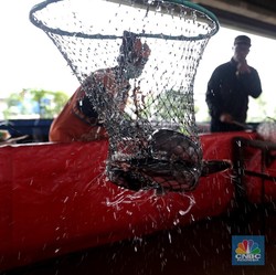 Banjir Modal, Startup Seafood dan Lele RI Disorot Media Asing