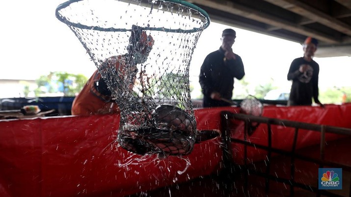 Budidaya Lele di bawah kolong tol Becakayu Harun petugas PPSU mengecek lele yang di budidayakan di Kolong Tol Becakayu, Jakarta Timur, Selasa, 2 Februari 2020. Memanfaatkan lahan kosong di kolong Tol Becakayu Harun bersama warga kelurahan Cipinang Melayu membuat sejumlah kolam dengan bak yang berisi 70 kg lele. Harun bersama warga rutin memberikan pakan ke lele lele tersebut. Budidaya lele tersebut dengan metode kolam bioflok. Dia mengatakan budidaya ikan lele sistem bioflok adalah suatu sistem pemeliharaan ikan dengan cara menumbuhkan mikroorganisme yang berfungsi mengolah limbah budi daya itu sendiri menjadi gumpalan-gumpalan kecil yang bermanfaat sebagai makanan alami ikan. Hasil panenya ia jual ke warga dengan harga Rp 25 ribu/kg. (CNBC Indonesia/ Muhammad Sabki)