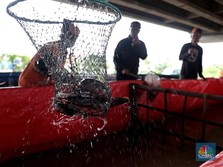 Banjir Modal, Startup Seafood dan Lele RI Disorot Media Asing
