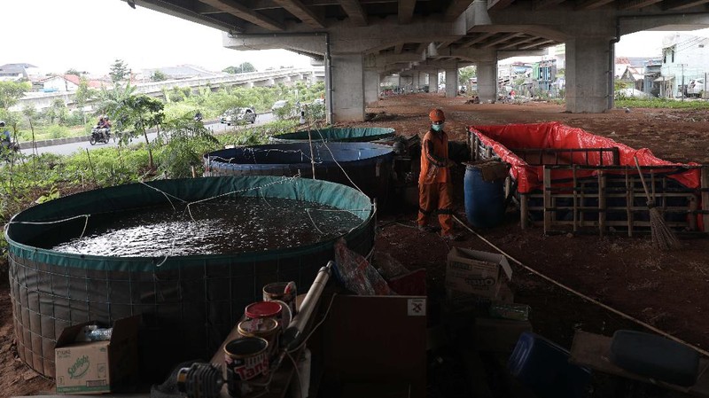 Harun petugas PPSU mengecek lele yang di budidayakan di Kolong Tol Becakayu, Jakarta Timur, Selasa, 2 Februari 2020. Memanfaatkan lahan kosong di kolong Tol Becakayu Harun bersama warga kelurahan Cipinang Melayu membuat sejumlah kolam dengan bak yang berisi 70 kg lele. Harun bersama warga rutin memberikan pakan  ke lele lele tersebut. Budidaya lele tersebut dengan metode kolam bioflok. Dia mengatakan budidaya ikan lele sistem bioflok adalah suatu sistem pemeliharaan ikan dengan cara menumbuhkan mikroorganisme yang berfungsi mengolah limbah budi daya itu sendiri menjadi gumpalan-gumpalan kecil yang bermanfaat sebagai makanan alami ikan. Hasil panenya ia jual ke warga dengan harga Rp 25 ribu/kg.  (CNBC Indonesia/ Muhammad Sabki)