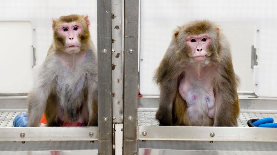 A 2009 image of rhesus monkeys in a landmark study of the benefits of caloric restriction. The 27-year-old monkey on the left was given a diet with fewer calories while the 29-year-old monkey on the right was allowed to eat as much as it liked. Both animals have since died of natural causes. PHOTO: JEFF MILLER
