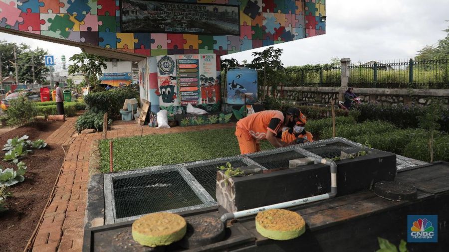 Murtani (58) merawat tanaman sayuran yang ditanam di sentra sayuran bawah kolong (Trasa Balong) Jalan Layang Cipinang, Jakarta, Selasa (2/1/2021). Trasa Balong merupakan salah satu inovasi kegiatan urban farming hasil swadaya masyarakat RW 08 Cipinang, Jakarta Timur yang memanfaatkan lahan kosong untuk ditanami berbagai jenis sayur mayur seperti kangkung, sawi, kol, cabai, selada dan tomat. Trasa Balong ini sudah ada sejak 3 tahun lalu. Dalam 3 bulan sentra sayur ini mampu menghasilkan 30 kg sayur kangkung.  (CNBC Indonesia/ Muhammad Sabki)