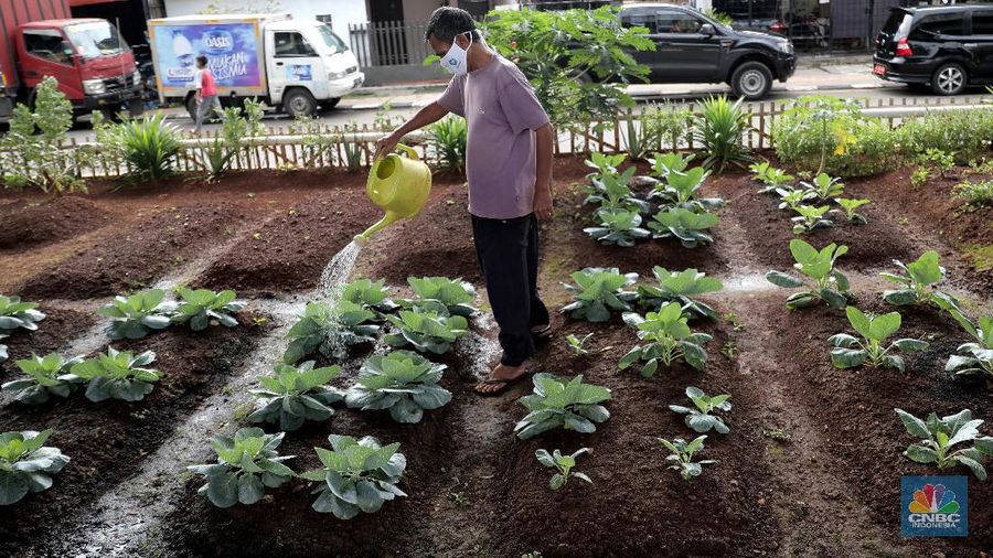 Murtani (58) merawat tanaman sayuran yang ditanam di sentra sayuran bawah kolong (Trasa Balong) Jalan Layang Cipinang, Jakarta, Selasa (2/1/2021). Trasa Balong merupakan salah satu inovasi kegiatan urban farming hasil swadaya masyarakat RW 08 Cipinang, Jakarta Timur yang memanfaatkan lahan kosong untuk ditanami berbagai jenis sayur mayur seperti kangkung, sawi, kol, cabai, selada dan tomat. Trasa Balong ini sudah ada sejak 3 tahun lalu. Dalam 3 bulan sentra sayur ini mampu menghasilkan 30 kg sayur kangkung.  (CNBC Indonesia/ Muhammad Sabki)