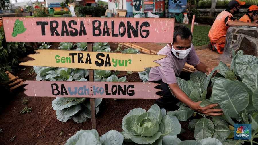 Murtani (58) merawat tanaman sayuran yang ditanam di sentra sayuran bawah kolong (Trasa Balong) Jalan Layang Cipinang, Jakarta, Selasa (2/1/2021). Trasa Balong merupakan salah satu inovasi kegiatan urban farming hasil swadaya masyarakat RW 08 Cipinang, Jakarta Timur yang memanfaatkan lahan kosong untuk ditanami berbagai jenis sayur mayur seperti kangkung, sawi, kol, cabai, selada dan tomat. Trasa Balong ini sudah ada sejak 3 tahun lalu. Dalam 3 bulan sentra sayur ini mampu menghasilkan 30 kg sayur kangkung.  (CNBC Indonesia/ Muhammad Sabki)