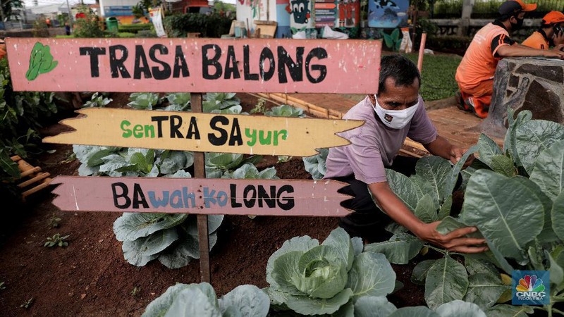 Murtani (58) merawat tanaman sayuran yang ditanam di sentra sayuran bawah kolong (Trasa Balong) Jalan Layang Cipinang, Jakarta, Selasa (2/1/2021). Trasa Balong merupakan salah satu inovasi kegiatan urban farming hasil swadaya masyarakat RW 08 Cipinang, Jakarta Timur yang memanfaatkan lahan kosong untuk ditanami berbagai jenis sayur mayur seperti kangkung, sawi, kol, cabai, selada dan tomat. Trasa Balong ini sudah ada sejak 3 tahun lalu. Dalam 3 bulan sentra sayur ini mampu menghasilkan 30 kg sayur kangkung.  (CNBC Indonesia/ Muhammad Sabki)