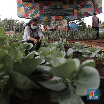 Inspiratif! Lahan di Bawah Jalan Layang untuk Menanam Sayuran