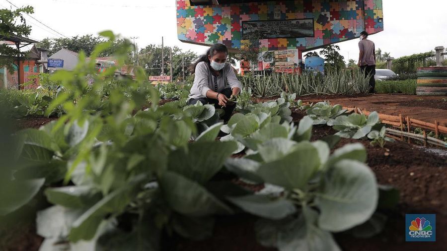 Murtani (58) merawat tanaman sayuran yang ditanam di sentra sayuran bawah kolong (Trasa Balong) Jalan Layang Cipinang, Jakarta, Selasa (2/1/2021). Trasa Balong merupakan salah satu inovasi kegiatan urban farming hasil swadaya masyarakat RW 08 Cipinang, Jakarta Timur yang memanfaatkan lahan kosong untuk ditanami berbagai jenis sayur mayur seperti kangkung, sawi, kol, cabai, selada dan tomat. Trasa Balong ini sudah ada sejak 3 tahun lalu. Dalam 3 bulan sentra sayur ini mampu menghasilkan 30 kg sayur kangkung.  (CNBC Indonesia/ Muhammad Sabki)