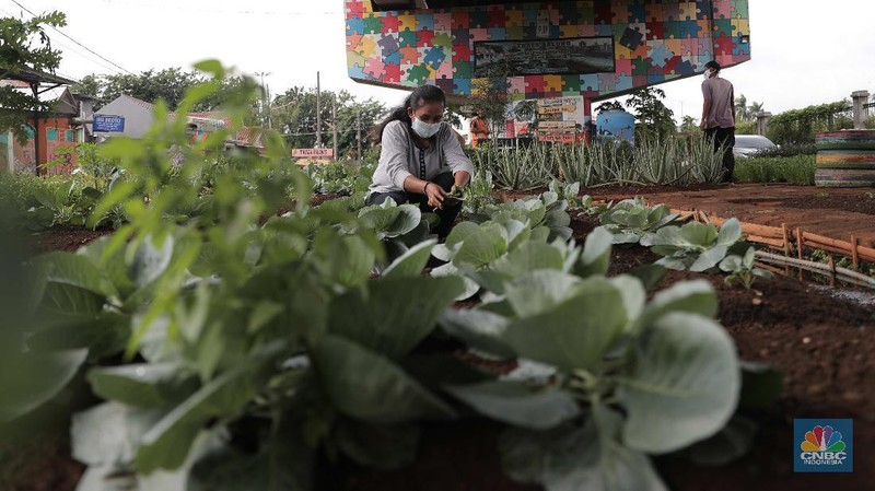 Murtani (58) merawat tanaman sayuran yang ditanam di sentra sayuran bawah kolong (Trasa Balong) Jalan Layang Cipinang, Jakarta, Selasa (2/1/2021). Trasa Balong merupakan salah satu inovasi kegiatan urban farming hasil swadaya masyarakat RW 08 Cipinang, Jakarta Timur yang memanfaatkan lahan kosong untuk ditanami berbagai jenis sayur mayur seperti kangkung, sawi, kol, cabai, selada dan tomat. Trasa Balong ini sudah ada sejak 3 tahun lalu. Dalam 3 bulan sentra sayur ini mampu menghasilkan 30 kg sayur kangkung.  (CNBC Indonesia/ Muhammad Sabki)