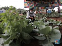Inspiratif! Lahan di Bawah Jalan Layang untuk Menanam Sayuran
