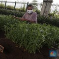 Murtani (58) merawat tanaman sayuran yang ditanam di sentra sayuran bawah kolong (Trasa Balong) Jalan Layang Cipinang, Jakarta, Selasa (2/1/2021). Trasa Balong merupakan salah satu inovasi kegiatan urban farming hasil swadaya masyarakat RW 08 Cipinan