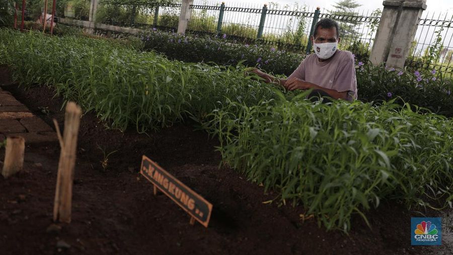 Murtani (58) merawat tanaman sayuran yang ditanam di sentra sayuran bawah kolong (Trasa Balong) Jalan Layang Cipinang, Jakarta, Selasa (2/1/2021). Trasa Balong merupakan salah satu inovasi kegiatan urban farming hasil swadaya masyarakat RW 08 Cipinan
