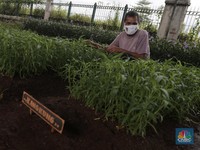 Murtani (58) merawat tanaman sayuran yang ditanam di sentra sayuran bawah kolong (Trasa Balong) Jalan Layang Cipinang, Jakarta, Selasa (2/1/2021). Trasa Balong merupakan salah satu inovasi kegiatan urban farming hasil swadaya masyarakat RW 08 Cipinan