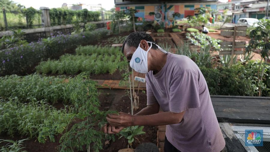 Murtani (58) merawat tanaman sayuran yang ditanam di sentra sayuran bawah kolong (Trasa Balong) Jalan Layang Cipinang, Jakarta, Selasa (2/1/2021). Trasa Balong merupakan salah satu inovasi kegiatan urban farming hasil swadaya masyarakat RW 08 Cipinang, Jakarta Timur yang memanfaatkan lahan kosong untuk ditanami berbagai jenis sayur mayur seperti kangkung, sawi, kol, cabai, selada dan tomat. Trasa Balong ini sudah ada sejak 3 tahun lalu. Dalam 3 bulan sentra sayur ini mampu menghasilkan 30 kg sayur kangkung. (CNBC Indonesia/ Muhammad Sabki)