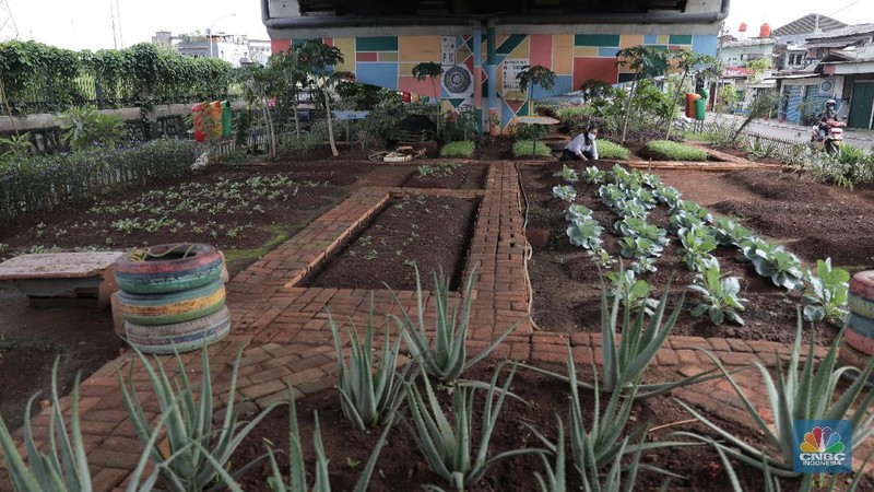 Murtani (58) merawat tanaman sayuran yang ditanam di sentra sayuran bawah kolong (Trasa Balong) Jalan Layang Cipinang, Jakarta, Selasa (2/1/2021). Trasa Balong merupakan salah satu inovasi kegiatan urban farming hasil swadaya masyarakat RW 08 Cipinang, Jakarta Timur yang memanfaatkan lahan kosong untuk ditanami berbagai jenis sayur mayur seperti kangkung, sawi, kol, cabai, selada dan tomat. Trasa Balong ini sudah ada sejak 3 tahun lalu. Dalam 3 bulan sentra sayur ini mampu menghasilkan 30 kg sayur kangkung.  (CNBC Indonesia/ Muhammad Sabki)