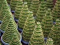 Simak! Tips Menata Bambu Hoki Biar Cuan di Tahun Kerbau Logam