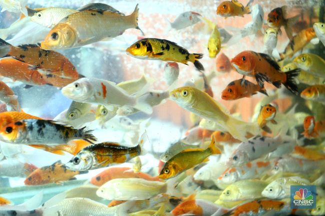 8700 Koleksi Ikan Air Tawar In Indonesia Gratis Terbaik