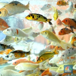 All About Ikan Koi: Jenis, Harga Hingga Cara Memeliharanya