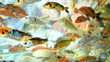 18 Jenis Ikan Hias Air Tawar Akuarium yang Mudah Dipelihara