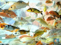 All About Ikan Koi: Jenis, Harga Hingga Cara Memeliharanya