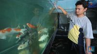 Potret Bisnis Ikan Koi yang Cuan Jutaan Saat Pandemi Covid-19