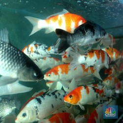 Potret Bisnis Ikan Koi yang Cuan Jutaan Saat Pandemi Covid-19