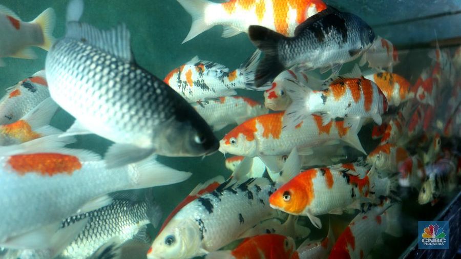 Ikan KOI