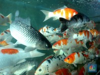 Potret Bisnis Ikan Koi yang Cuan Jutaan Saat Pandemi Covid-19