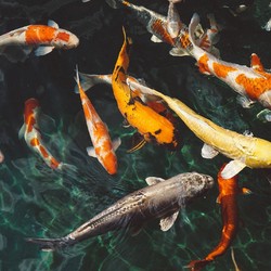 Alasan Ikan Koi Peliharaan Harganya Bisa Tembus Miliaran