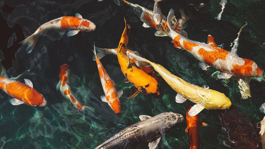 Ikan Koi (Image by Pexels from Pixabay)