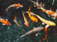 Intip Harga Ikan Koi Terbaru, Seekor Tembus Rp 2 Juta