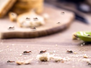 Tidak Sengaja Makan Semut, Apakah Bahaya untuk Kesehatan?