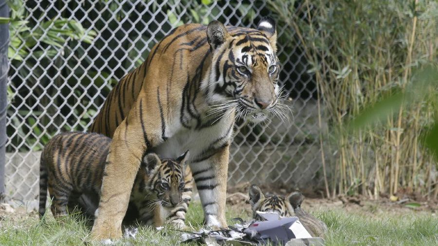 Sean, a five-year-old Sumatran tiger, is seen with her two-month-old cubs inside a cage at Bali Zoo in Bali, Indonesia, Saturday, July 28, 2018. Sumatran tiger is the world's most critically endangered tiger subspecies with fewer than 400 remain in the wild and may become extinct in the next decade due to poaching and habitat loss. (AP Photo/Firdia Lisnawati)