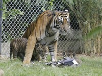 Kisah Nyata: Saat Harimau Berkeliaran di Ancol dan Terkam Warga