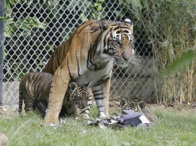 Kisah Nyata: Saat Harimau Berkeliaran di Ancol dan Terkam Warga