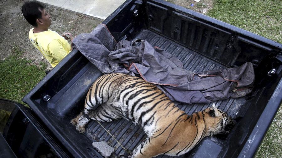 An officer of Forestry and Environment Ministry stands next to a truck carrying the carcass of a female Sumatran Tiger confiscated by the authorities from poachers, in Marindal, North Sumatra, Indonesia, Sunday, Aug. 27, 2017. The Sumatran tiger is the world's most critically endangered tiger subspecies with fewer than 400 remaining in the wild and may become extinct in the next decade due to poaching and habitat loss. (AP Photo/Binsar Bakkara)