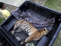 Teror Harimau, Banteng Dilahap-Bocah Selamatkan Ayahnya yang Diterkam