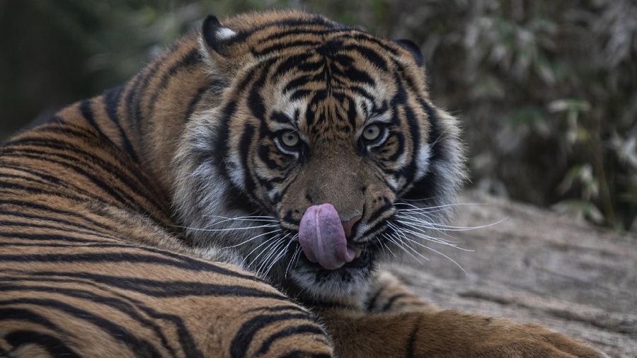 A Sumatran tiger of licks it's lips as it lays down in the Attica Zoological Park in Spata, near Athens, on Tuesday Jan. 26, 2021. After almost three months of closure due to COVID-19, Greece's only zoo could be approaching extinction: With no paying visitors or state aid big enough for its very particular needs, it still faces huge bills to keep 2,000 animals fed and healthy. (AP Photo/Petros Giannakouris)