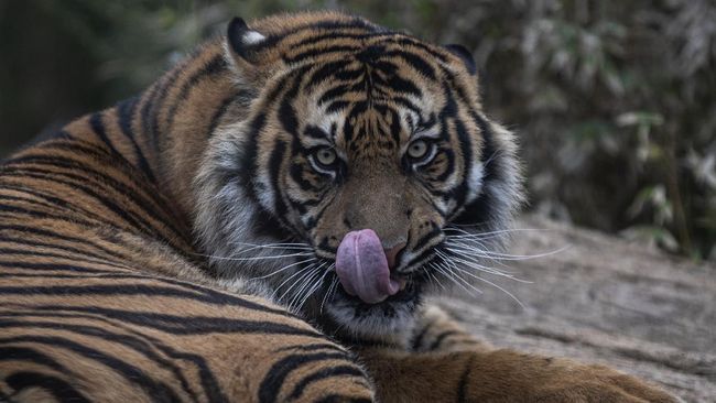 Hewan Kurang Gizi hingga Dibiarkan Mati, Polisi Serbu Taman Safari Ini