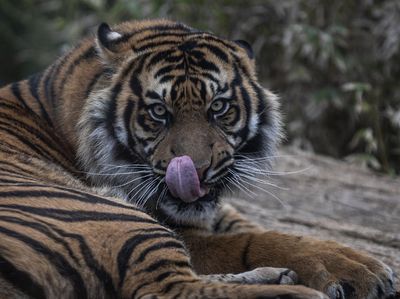 Teror Harimau di Perkebunan Jawa, Duel Maut dengan Bocah 12 Tahun