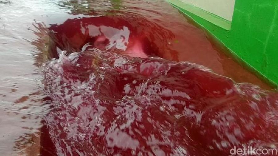 Banjir Pekalongan Warna Merah (Twitter@Pemalangan)