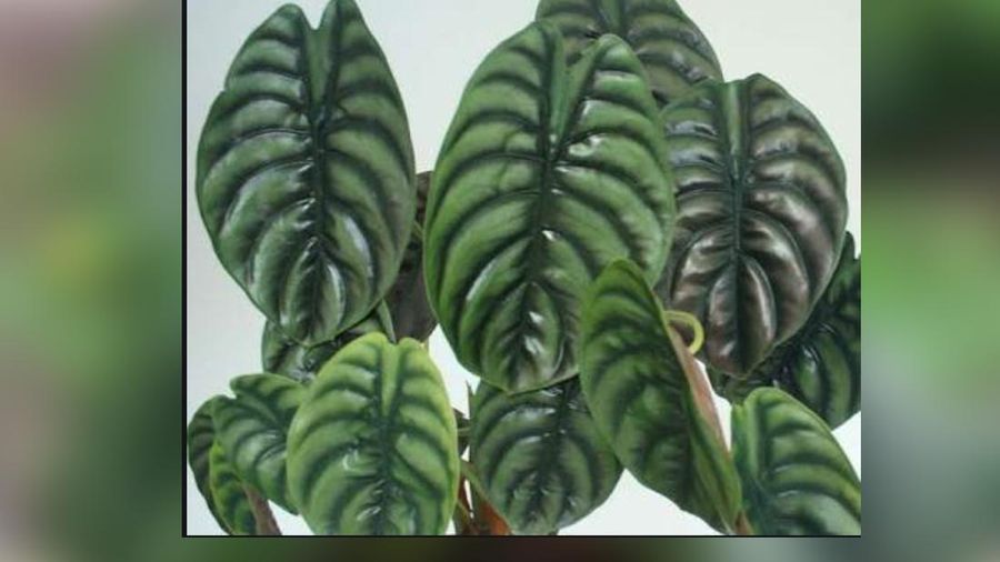 Alocasia Cuprea , Keladi Tengkorak (Bukalapak/Gubugbunga)