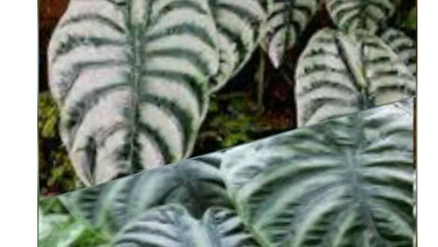 Alocasia Cuprea , Keladi Tengkorak (Dok Mentan)