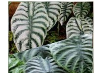 Tanaman Tengkorak Kalimantan Makin Populer, Harga Gokil!