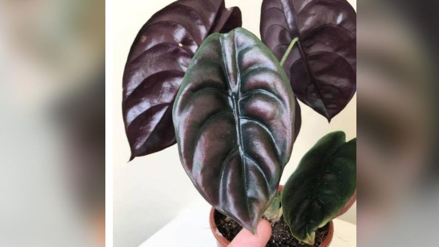 Alocasia Cuprea , Keladi Tengkorak (Shopee/Alfatih.garden)