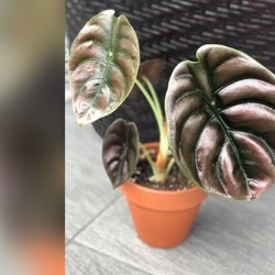 Tanaman Tengkorak Asal Kalimantan Makin Hits, Harga Gokil!
