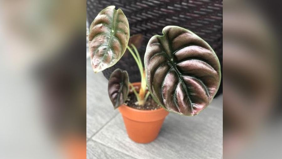 Alocasia Cuprea , Keladi Tengkorak (Tokopedia/Sukurid)