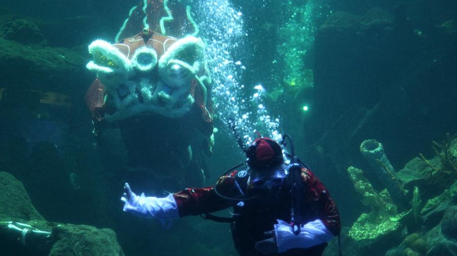 Barongsai Underwater (CNBC Indonesia/ Tri Susilo)