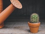 5 Jenis Kaktus Cocok untuk Percantik Halaman Rumah