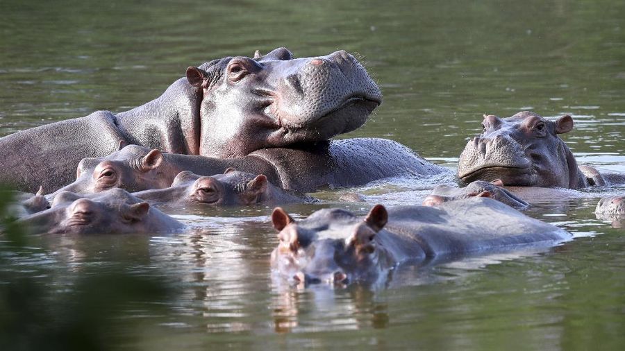 Kuda nil mengapung di danau di Hacienda Napoles Park, yang pernah menjadi tanah milik gembong narkoba Pablo Escobar yang mengimpor tiga kuda nil betina dan satu jantan puluhan tahun lalu di Puerto Triunfo, Kolombia, Kamis, 4 Februari 2021.(AP Photo/Fernando Vergara)